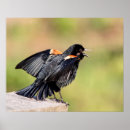 Recherche de oiseaux chanteurs posters Nature