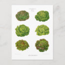 Suche nach salate poster Botanisch