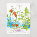 Recherche de tomate cerise cartes postales Pour tous