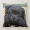 Recherche de spitz coussins Headshot