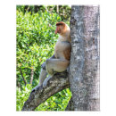 Suche nach borneo poster Malaysie