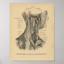 Recherche de vintage de médecine posters Anatomie