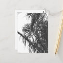 Suche nach weißes blatt postkarten Palmen