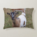 Recherche de chevres coussins Ferme