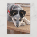 Recherche de shepard posters Mignon