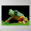 Recherche de grenouilles posters Crapaud
