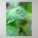 Suche nach reptil poster Lizard