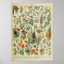 Suche nach adolphe poster Botanisch