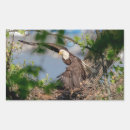 Recherche de bald eagle autocollants Animal