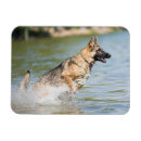 Suche nach hirten magnete Hund