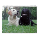 Suche nach labrador kalender Gelb