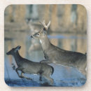Recherche de troupeau dessous de verres Faune