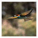 Suche nach vogel im flug poster Vogelvogel