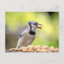 Recherche de geai cartes postales Animal