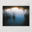 Suche nach schilfe postkarten Ruhig