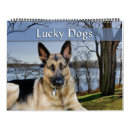 Recherche de chien chanceux Chiens