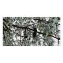 Suche nach kiefernwälder poster Kiefernzapfen