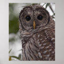 Recherche de jeune hibou posters Animal