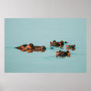 Recherche de hippopotames posters Nature