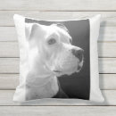 Suche nach amstaff wohnen zuhause Pitbull