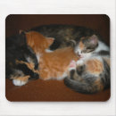 Suche nach miezekatze mousepads Tiere