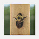 Suche nach bienen magnete Hummelbiene