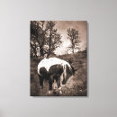 Recherche de pinto impressions sur toile Chevaux