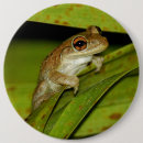 Recherche de petite grenouille badges Mignon