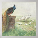 Suche nach weißer pfau poster Für sie/ihn