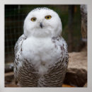 Suche nach braune eulen poster Wild lebende tiere