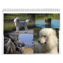 Recherche de caniche standard Mignon