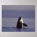 Suche nach killer whale poster Wildlife