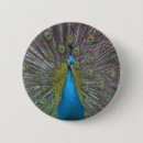 Suche nach pfau buttons Bunt