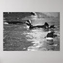 Suche nach kühl poster Tiere