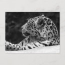 Suche nach weißer leopard postkarten Tierdruck