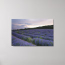 Suche nach lavendel geschenken poster leinwandbilder Wolken