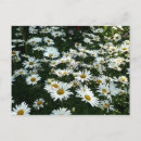Recherche de marguerite shasta cartes postales Fleur