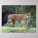 Recherche de chat du bengale posters Sauvage