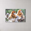 Recherche de singe nez posters Edanorespecies