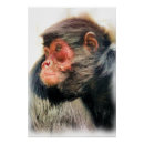 Suche nach roter affe poster Tiere