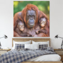 Suche nach orang utan kunst Primate