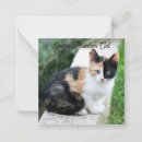 Suche nach katze kleine grußkarten Spaß