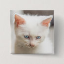 Suche nach katze mit blauen augen buttons Kätzchen