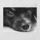 Recherche de chiots mignons cartes postales Amour