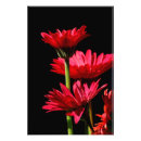 Suche nach rot und bordeauxrot poster Blume