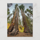 Recherche de big sur californie cartes postales Nature