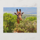 Suche nach lustige giraffen postkarten Afrika