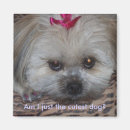Suche nach pic magnete Hund