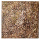 Suche nach fasan fliesen Natur