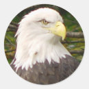 Recherche de aigle chauve autocollants Oiseau